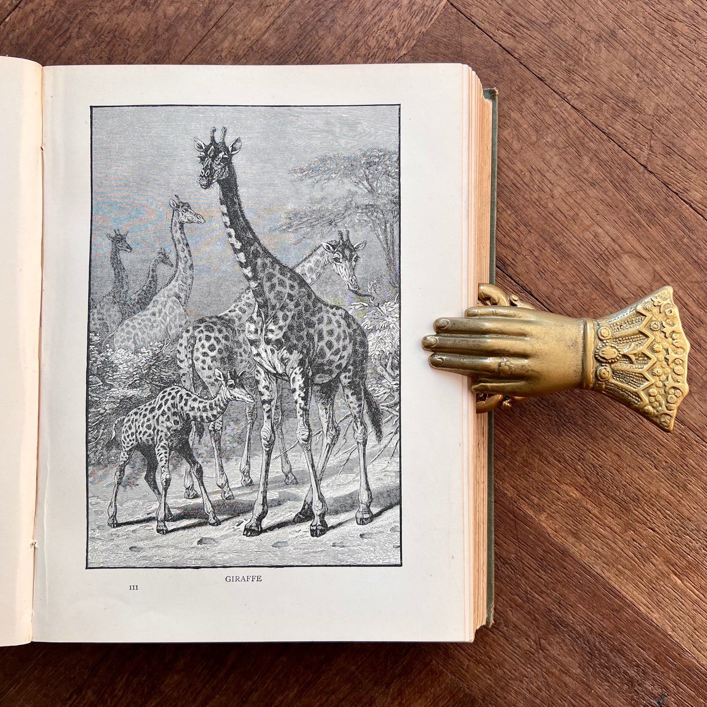 The World of Animal Life – ed. by Fred Smith