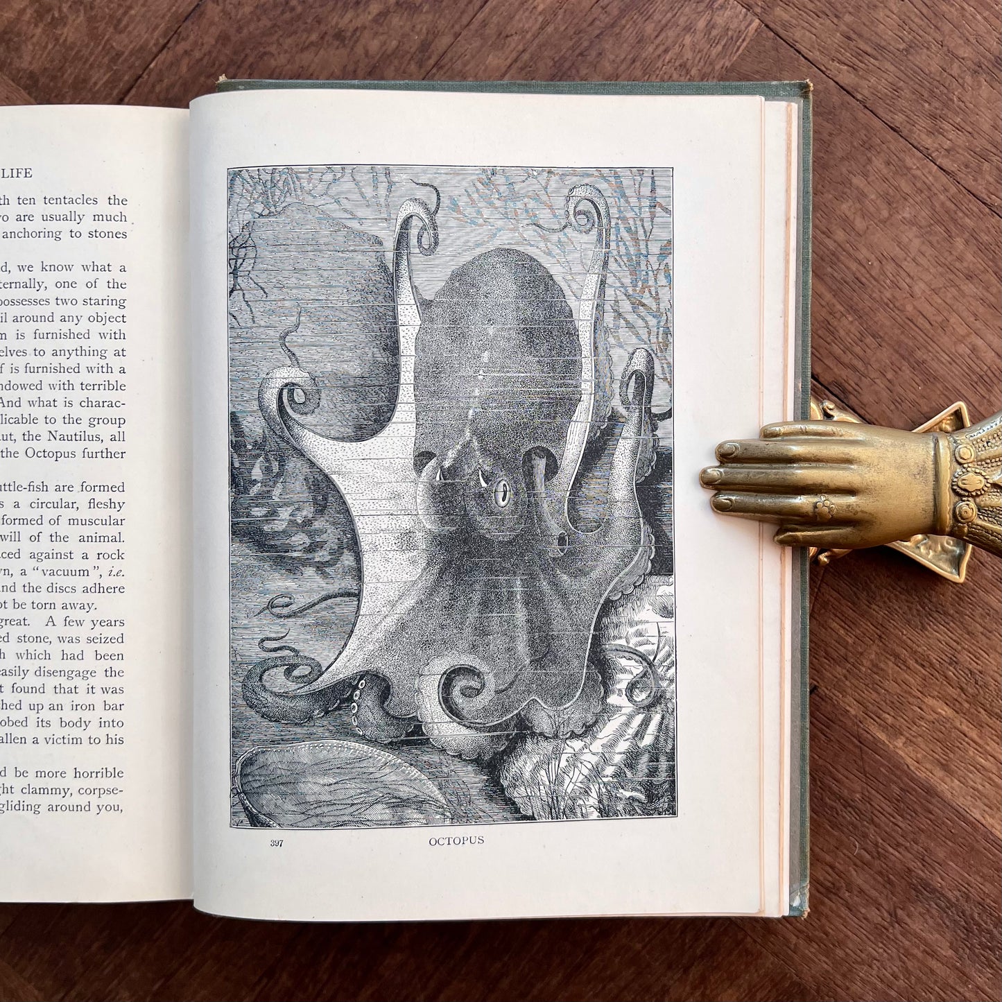 The World of Animal Life – ed. by Fred Smith