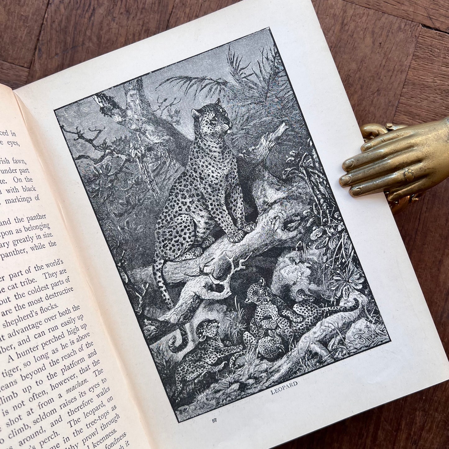 The World of Animal Life – ed. by Fred Smith