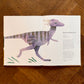 Dinosaurs and Other Prehistoric Creatures – Matt Sewell