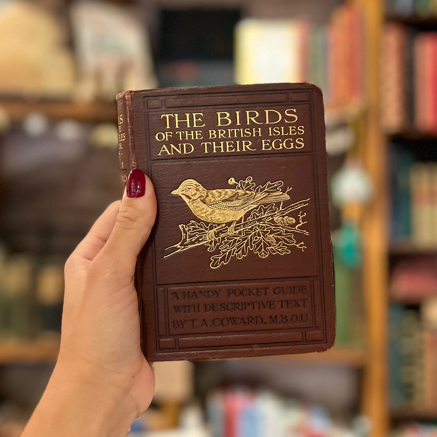 The Birds of the British Isles and Their Eggs (1925) – T. A. Coward