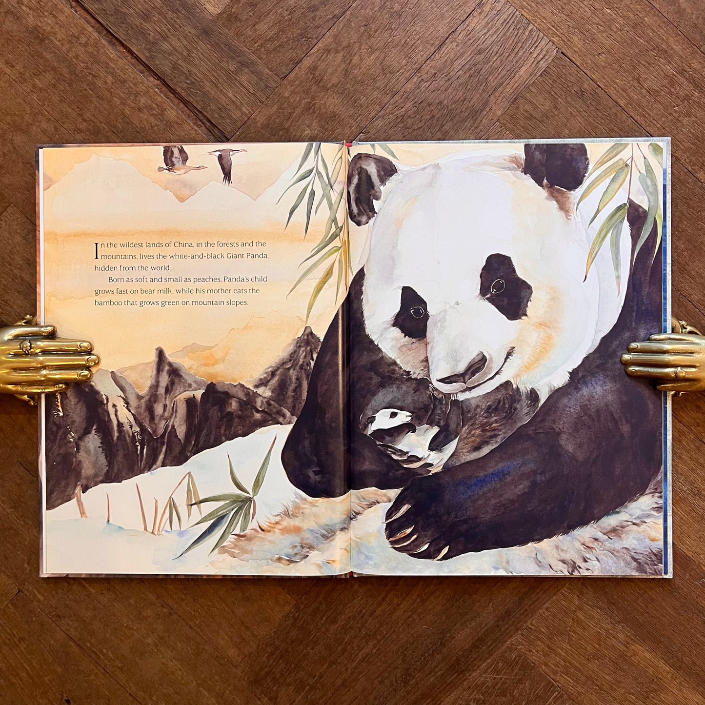 Something about a Bear (Signed) – Jackie Morris