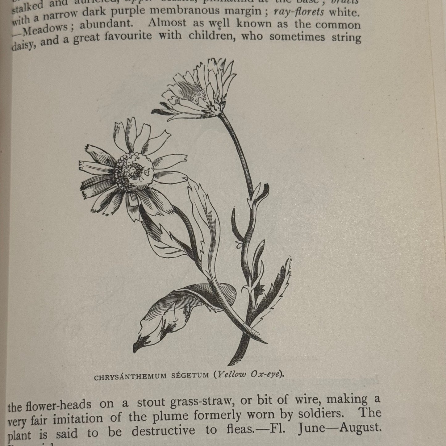 Flowers of the Field (1925) – C.A. Johns