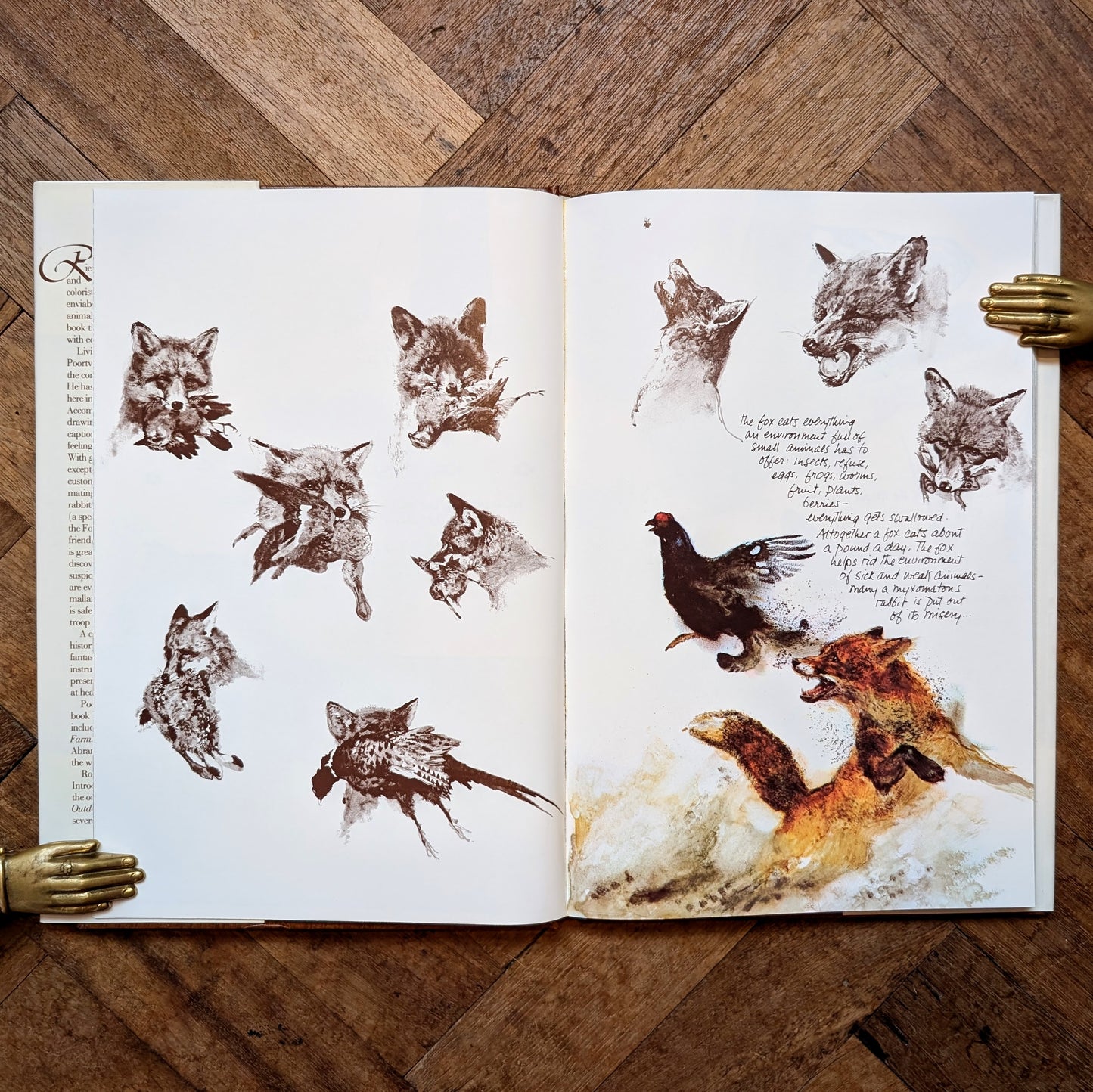 The Living Forest (First Edition) – Rien Poortvliet