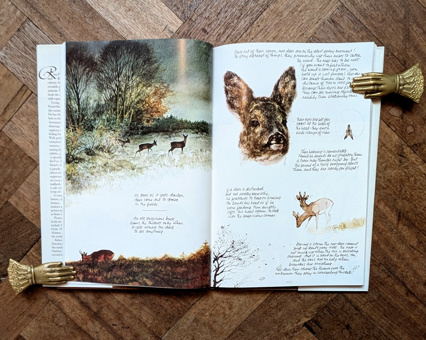 The Living Forest (First Edition) – Rien Poortvliet