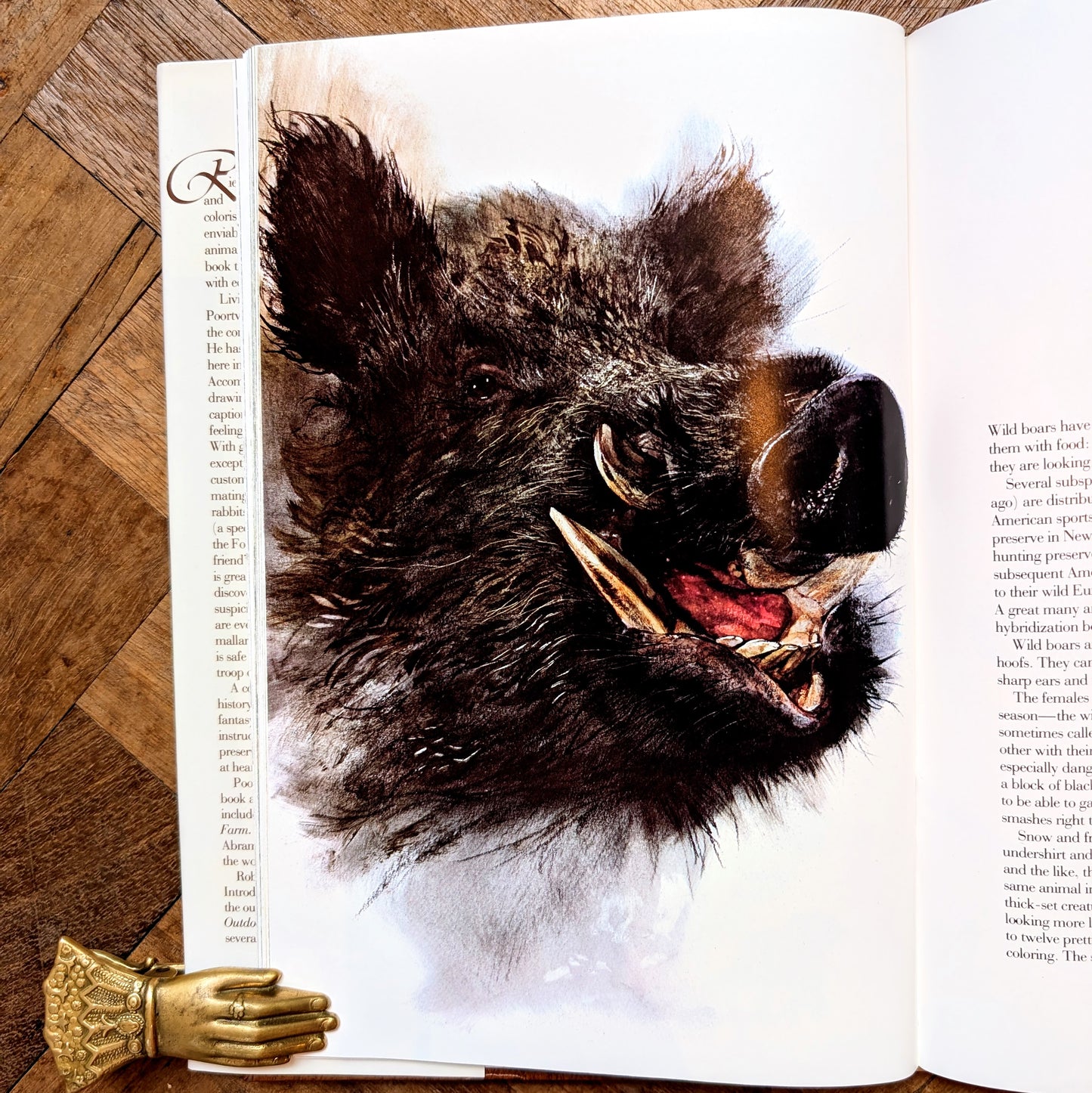 The Living Forest (First Edition) – Rien Poortvliet